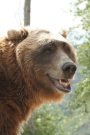 Bart the Bear Film ve Dizileri